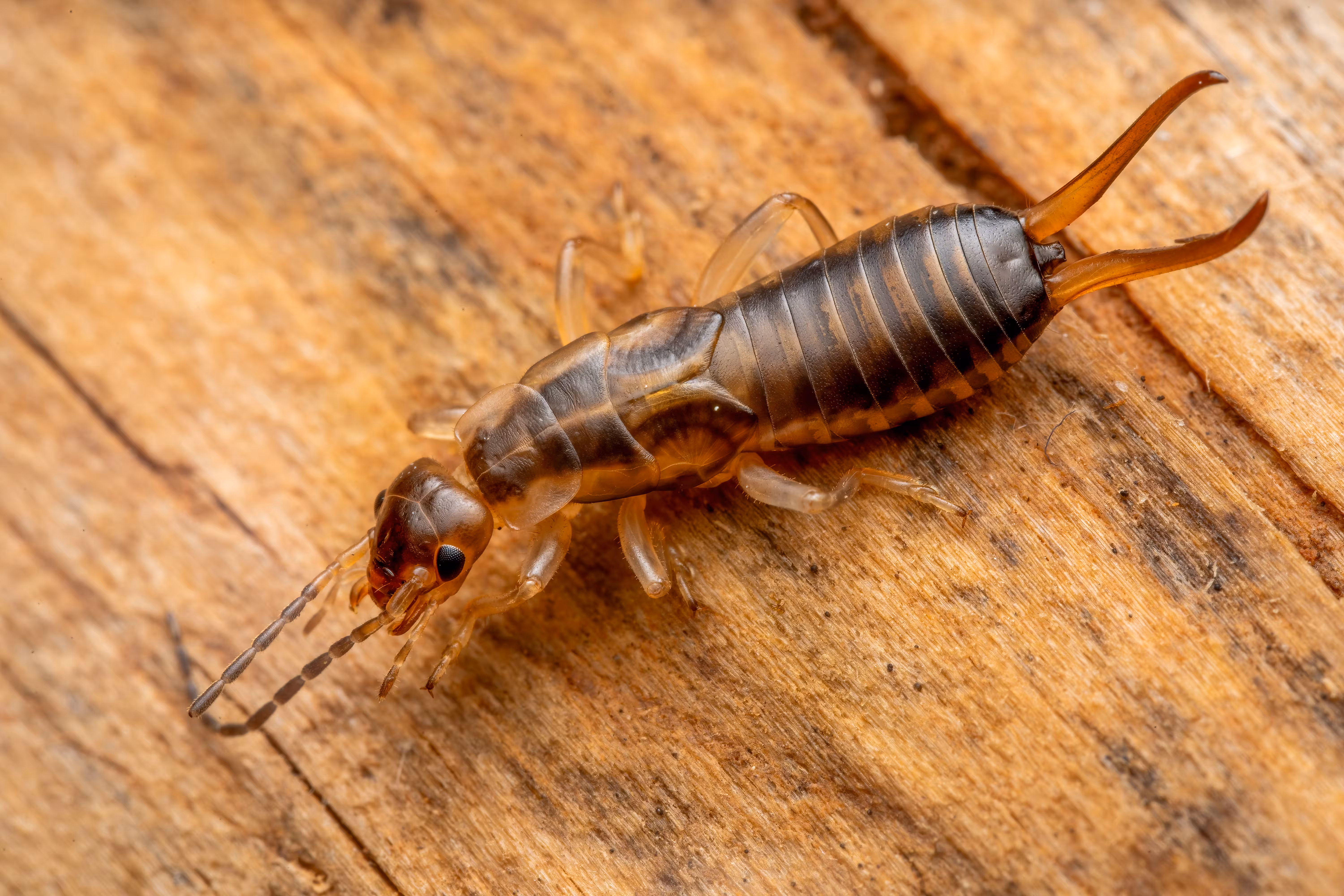 Understanding Termite Behavior and Prevention