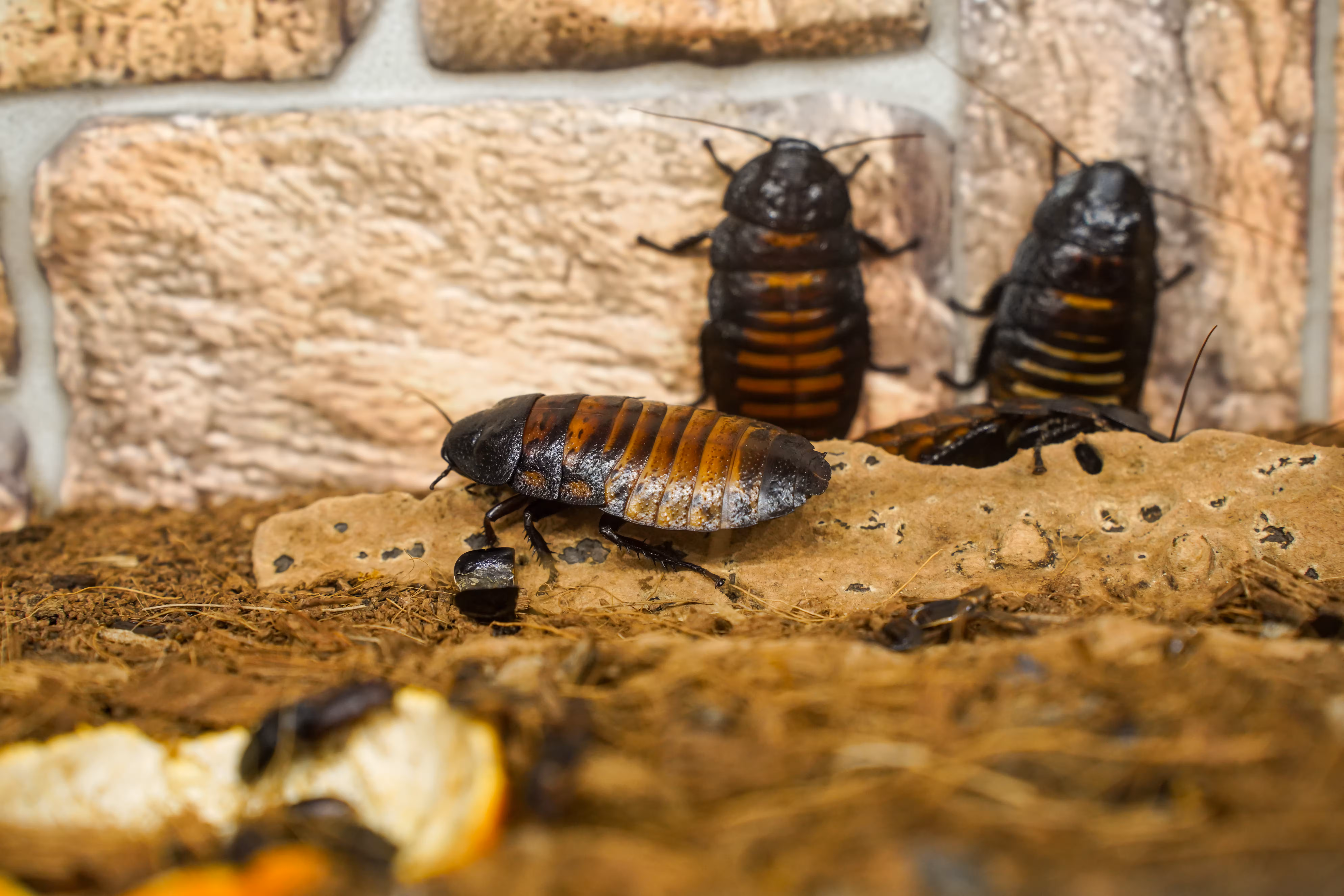 Signs You Need Professional Pest Control