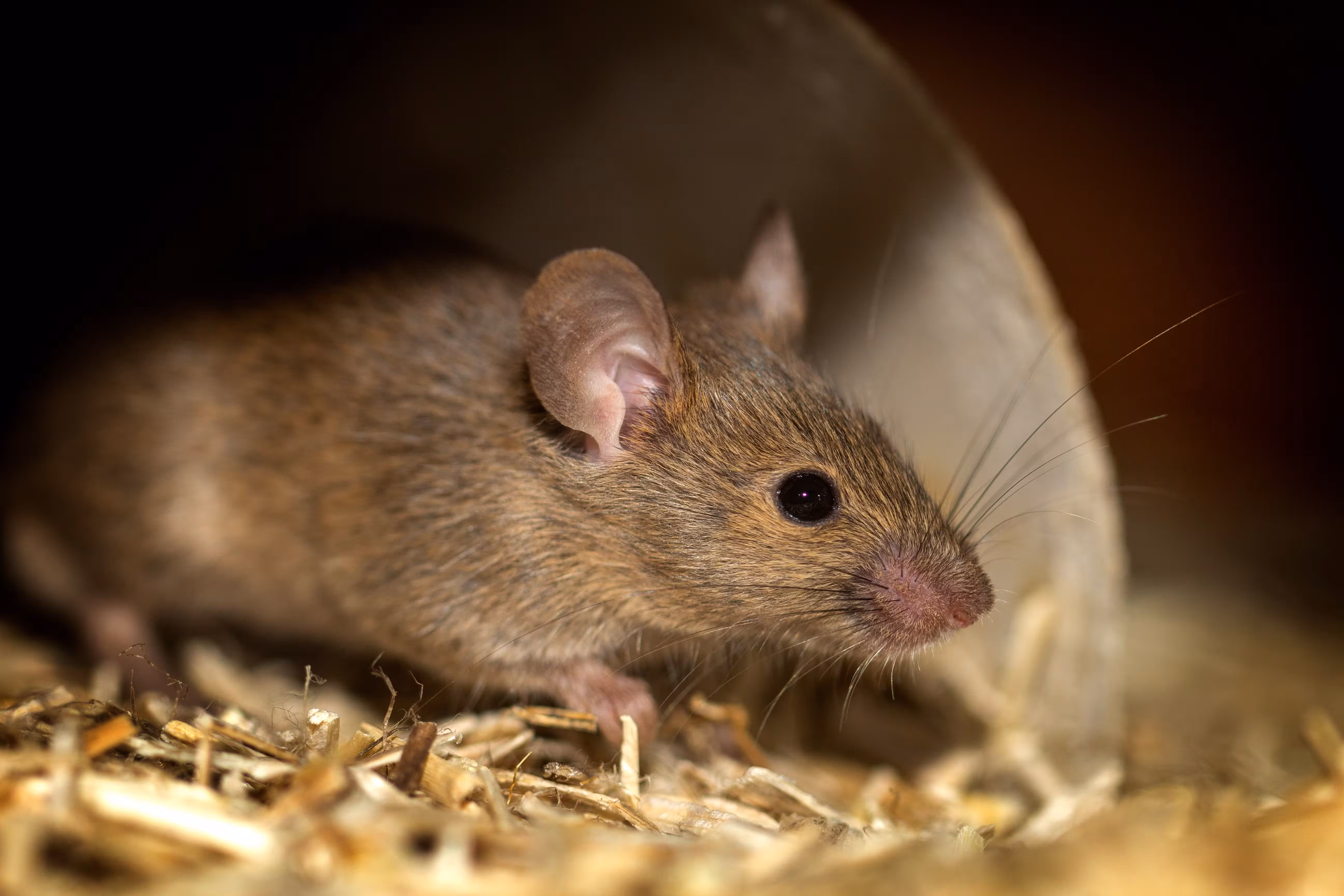 Seasonal Pest Prevention Guide